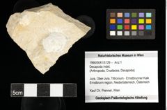 Foto (Objekt + Etiketten) von Decapoda indet. 